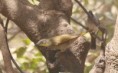 /album/photogallery/leaflove-brufoot-woods-jpg/